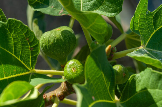 Unripe Ficus carica fruit developing naturally on a leafy garden tree