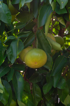 Yellow citrus fruit hanging naturally from a leafy tree in an orchard.