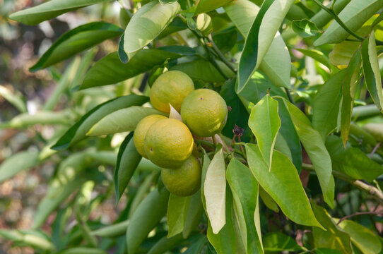 Green citrus fruits with smooth textured rind surrounded by fresh foliage in bright sunlight.