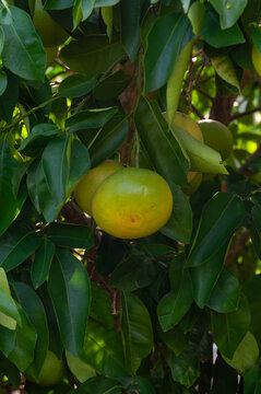 Ripe grapefruit growing on a citrus tree among dense glossy green leaves
