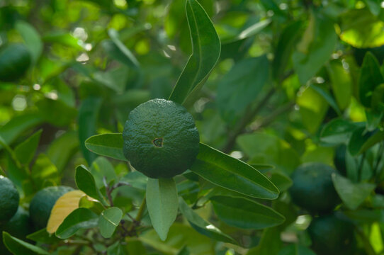 Unripe green citrus fruit growing among glossy evergreen leaves in filtered sunlight