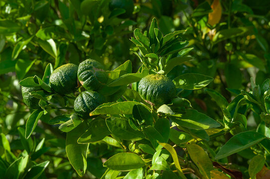 Green citrus fruit growing on a leafy tree with textured rind and dense foliage in warm sunlight