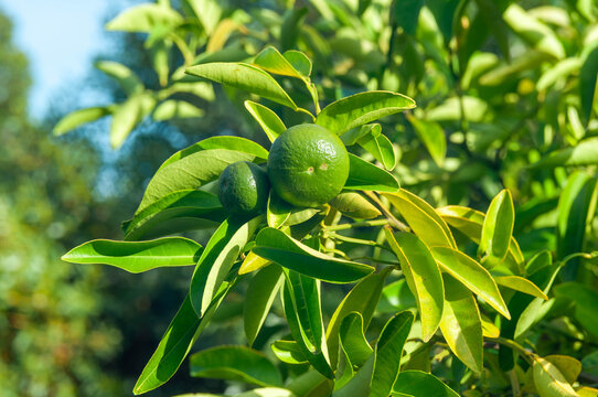 Unripe green citrus fruit growing among glossy leaves on a sunlit tree.