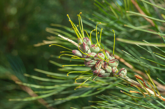 Grevillea buds and needle-like foliage forming an intricate natural pattern in a sunny garden