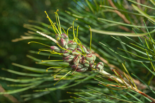 Grevillea flower buds with green styles and red markings