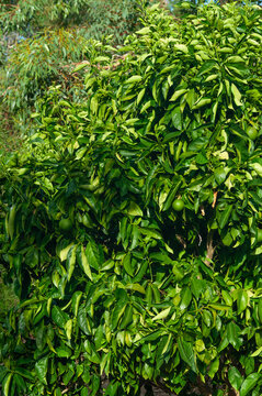 Citrus tree laden with unripe green fruit and dense glossy foliage growing in bright sunlight