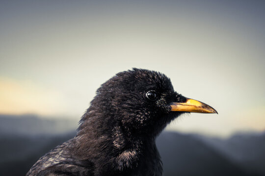 Alpine Chough with sky in the background