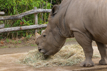 Close-up of white rhinoceros head while feeding on grass © Anja