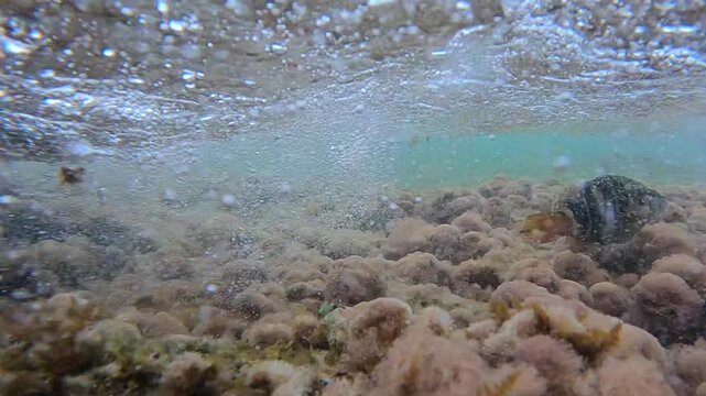 Underwater view of a Painted Comber Serranus scriba swimming away near seabed after release, catch and release
