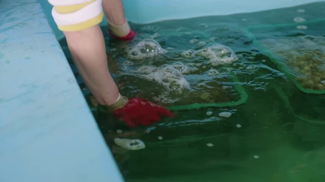 Worker lowering ventilated green plastic crates into shallow basin with red protective gloves, with glove, hand, arm, crate detail, showing plastic, water, submerge, wet context