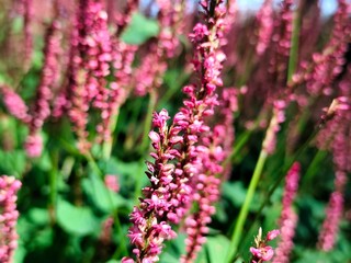 Red bistort: a species of flowering plant, its botanical name is Bistorta amplexicaulis. © Antonios