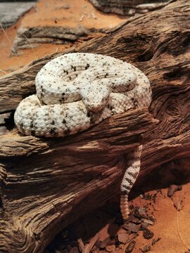 Sidewinder rattlesnake coiled on dry wooden branch in terrarium