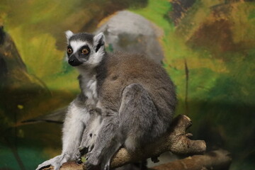 Naklejka premium Ring-Tailed Lemur Resting on Branch in Zoo Enclosure