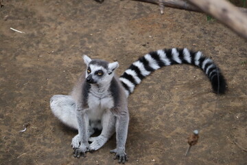 Naklejka premium Ring-Tailed Lemur Sitting on Ground Looking Upward