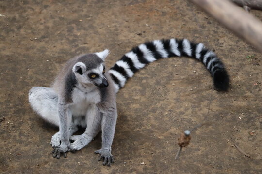 Ring-Tailed Lemur Sitting on Ground with Long Striped Tail