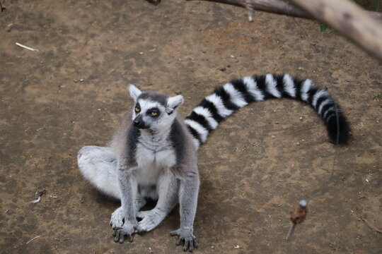 Ring-Tailed Lemur Sitting on Ground Looking Upward