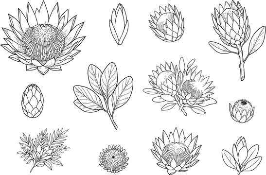 Hand drawn king protea flowers and sugarbush vector line art set with blooming buds bouquets and leaf branches for exotic wedding invitation designs