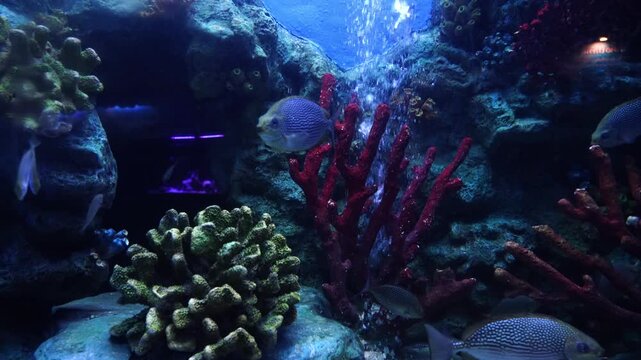 School of streaked spinefoot rabbitfish (Siganus fuscescens) swimming inside the marine display tank at the Waghor Aquarium of Prachuap Khiri Khan, Thailand