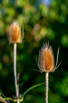 Dry Fuller's Teasel Flower Head's in Nature