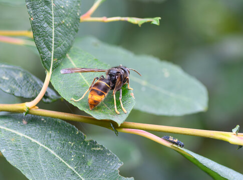 Frelon asiatique sur une feuille