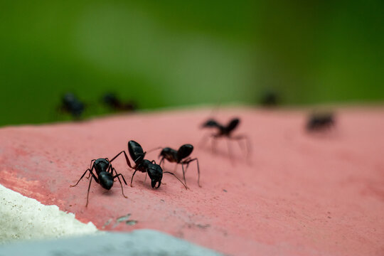 Black ants walking on red surface with blurred nature background.