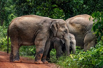 Naklejka premium The Asian elephant, also known as the Asiatic elephant, is the only living species in the genus Elephas. It is the largest living land animal in Asia and the second largest living elephant.