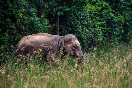The Asian elephant, also known as the Asiatic elephant, is the only living species in the genus Elephas. It is the largest living land animal in Asia and the second largest living elephant.
