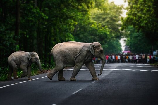 The Asian elephant, also known as the Asiatic elephant, is the only living species in the genus Elephas. It is the largest living land animal in Asia and the second largest living elephant.