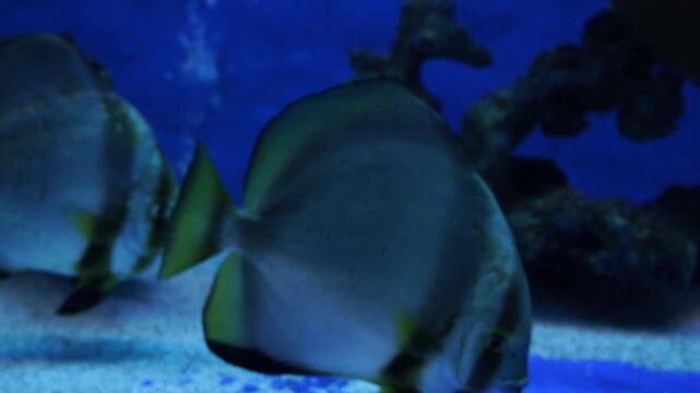 An Orbicular batfish swims inside a marine ecosystem exhibition tank at the Waghor Aquarium in Prachuap Khiri Khan, Thailand