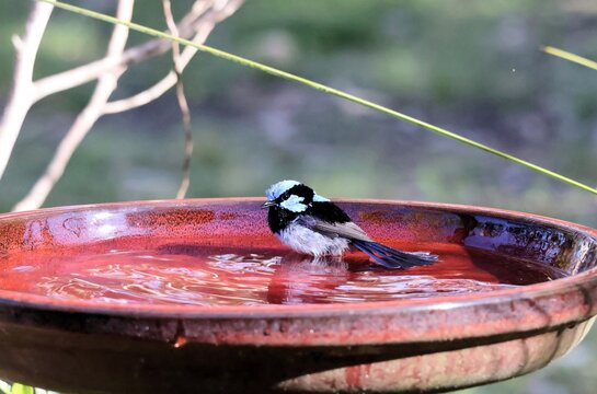 Male Superb Fairy-wren (Malurus cyaneus) at bird bath, South Australia