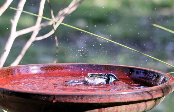 Male Superb Fairy-wren (Malurus cyaneus) at bird bath showing nictitating membrane, South Australia