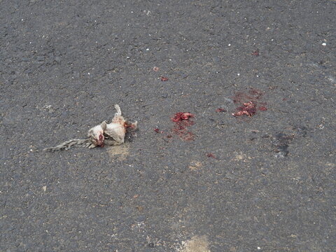 dead Indian palm squirrel lying on asphalt road after being struck by a vehicle, illustrating roadkill and urban traffic impacts on local wildlife