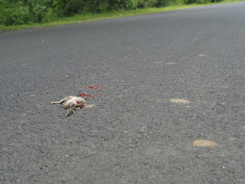 dead Indian palm squirrel lying on asphalt road after being struck by a vehicle, illustrating roadkill and urban traffic impacts on local wildlife
