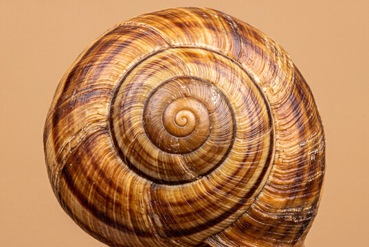 Snail shell spiral macro with fibonacci curves on solid warm beige background
