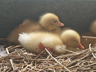 Duckling duckling duck duck duckling duck duckling resting in straw nest with soft yellow down and orange bills © jpstudio