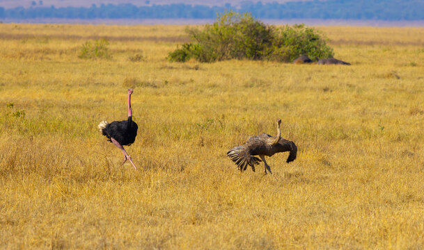 Masai ostrich male chasing a female. Ngorongoro Crater, Tanzania, Africa.