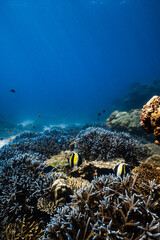 Vibrant tropical coral reef ecosystem with fish in deep blue ocean. © PIPE DIVE UNDERWATER