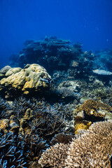 Vibrant tropical coral reef ecosystem with fish in deep blue ocean. © PIPE DIVE UNDERWATER