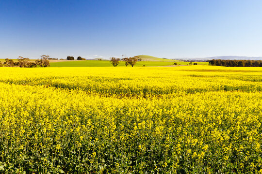 Vast field of blooming yellow canola flowers under a clear blue sky in Creswick, Victoria, Australia agricultural landscape