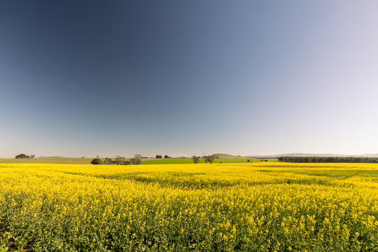 Vast Field of Yellow Canola Flowers Under a Clear Blue Sky in Creswick Victoria
