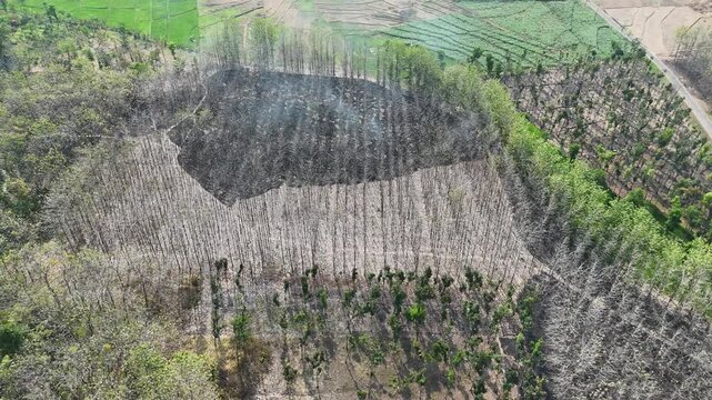 Aerial drone view of forest fire smoke rising from a burning patch in a dry teak woods next to lush green agricultural rice fields and a rural village.