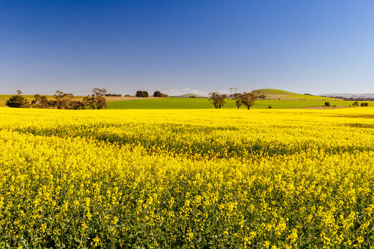 Vast field of vibrant yellow canola flowers blooming in rural Victoria landscape Australia