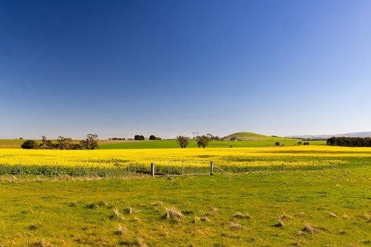 Vast yellow canola fields under a clear blue sky in Creswick Victoria Australia agriculture landscape