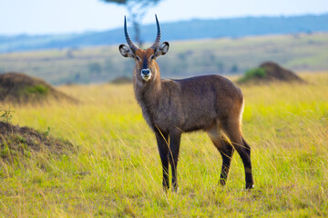 Male waterbuck antelope portrait. Masai Mara Game Reserve, Kenya, Africa. © Yan