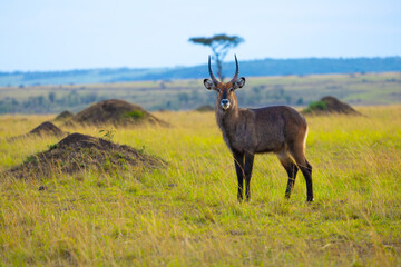 Male waterbuck antelope portrait. Masai Mara Game Reserve, Kenya, Africa. © Yan
