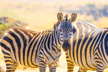 Plains zebra close-up portrait. Ngorongoro Crater, Tanzania, Africa. © Yan