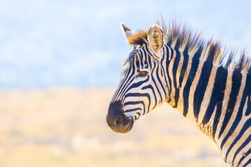 Plains zebra close-up portrait. Ngorongoro Crater, Tanzania, Africa. © Yan