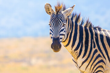 Plains zebra close-up portrait. Ngorongoro Crater, Tanzania, Africa. © Yan