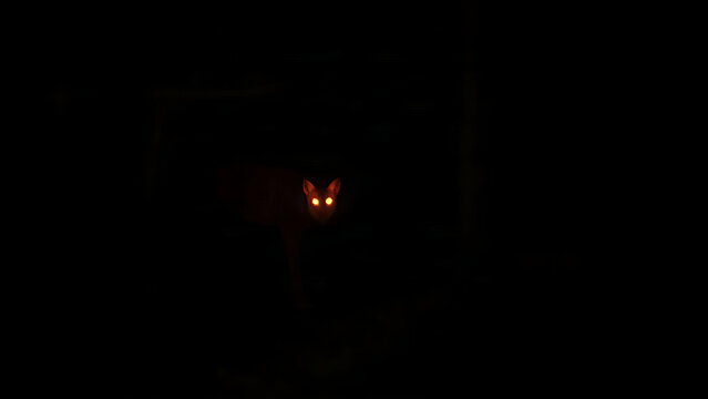 A dark forest edge at night with glowing animal eyes in infrared light.
