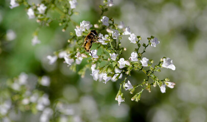 Un Eristale gluant (Eristalis tenax) butinant le nectar d'une petite fleur blanche tachées de mauve de calament népita (Calamintha nepeta) au feuillage aromatique  © Marc